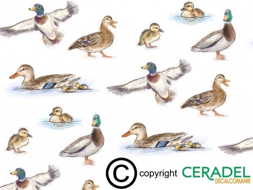 MALLARD CLEAR CHINTZ DIM.50X70