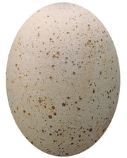 EG 100 TRANSPARENT MAT