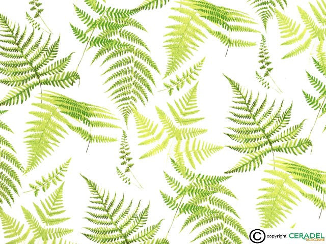 FERN CHINTZ CLEAR Dim.50X70cm/750-850°C